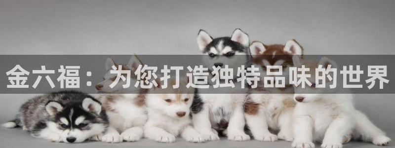 新宝5平台注册资金：金六福：为您打造独特品味的世界