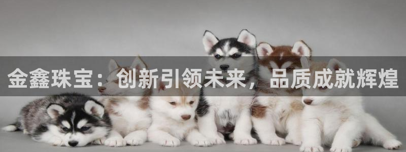 新宝5客户端登录：金鑫珠宝：创新引领未来，品质成就辉煌