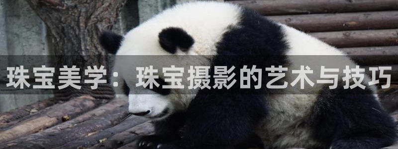 新宝5入口：珠宝美学：珠宝摄影的艺术与技巧